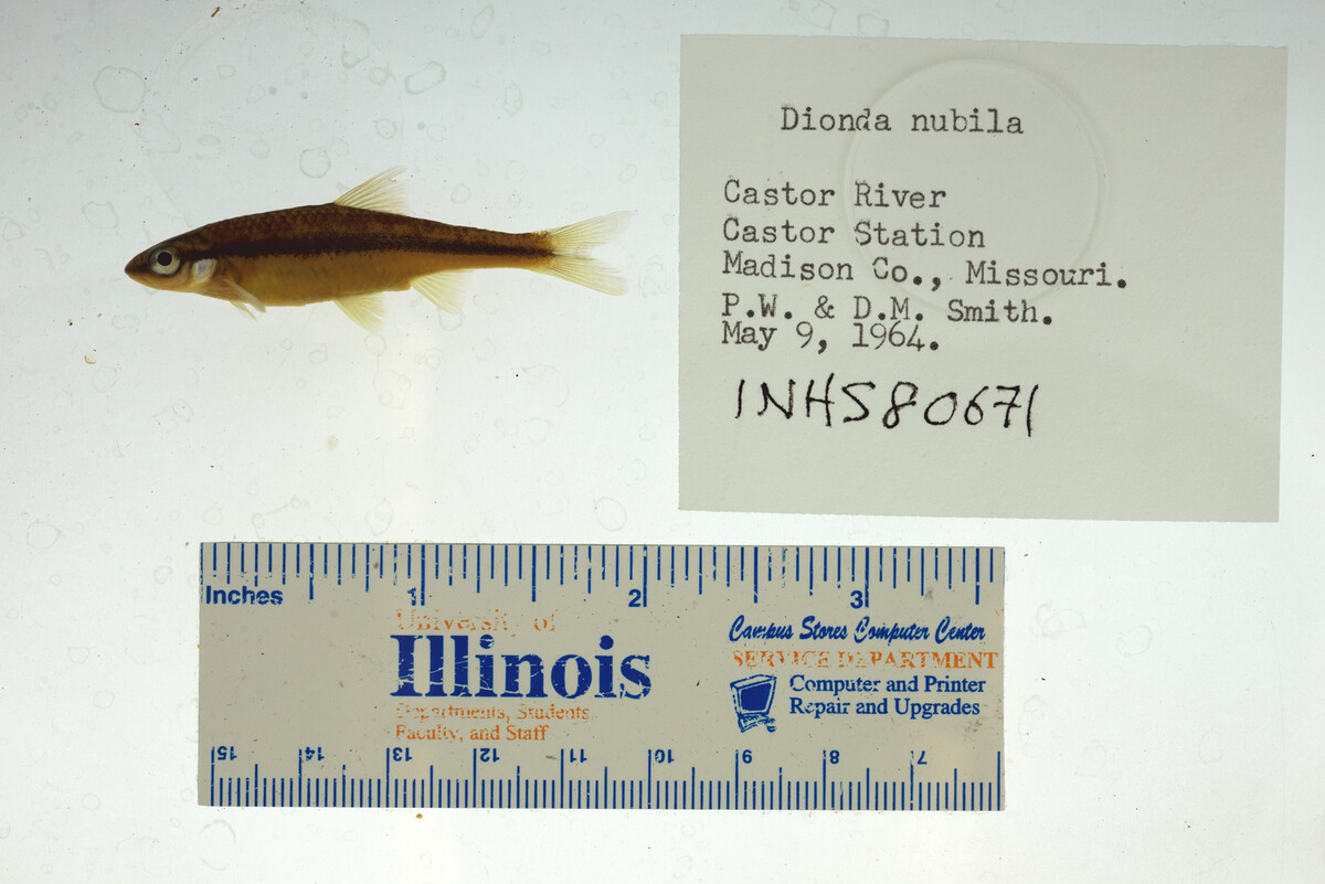 Notropis nubilus image