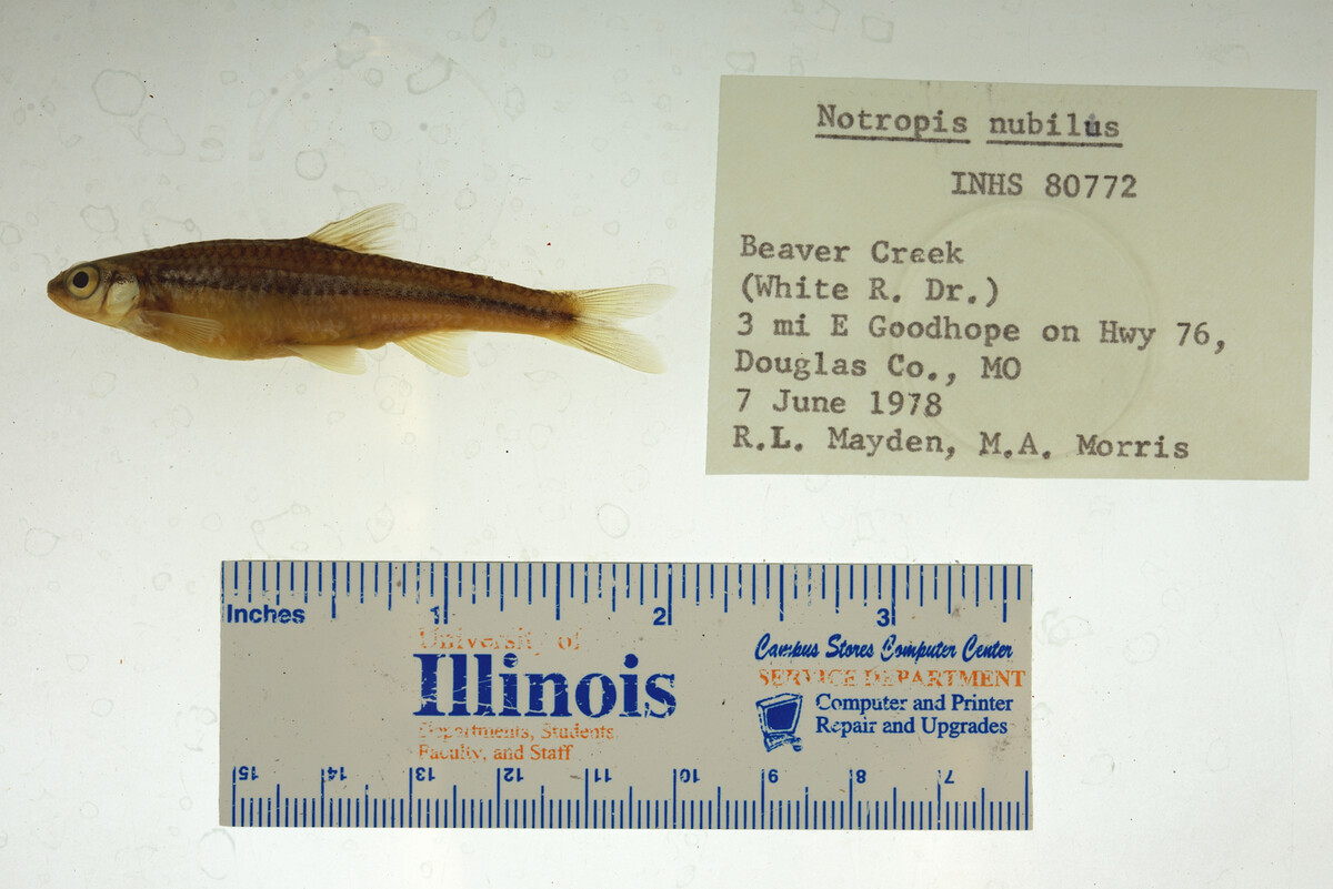 Notropis nubilus image