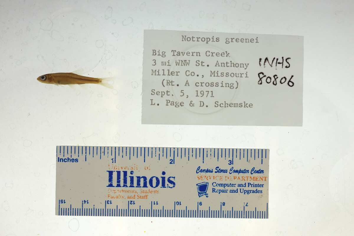 Notropis greenei image