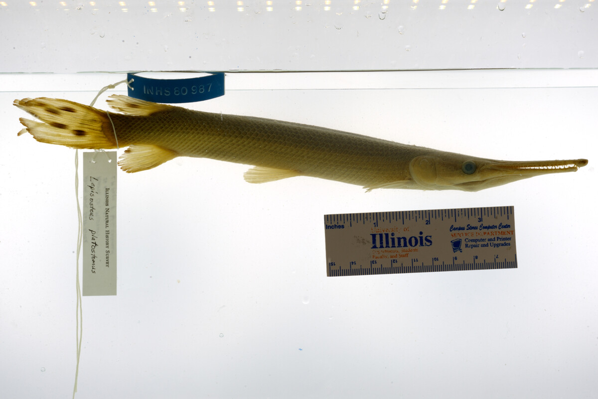 Lepisosteus platostomus image