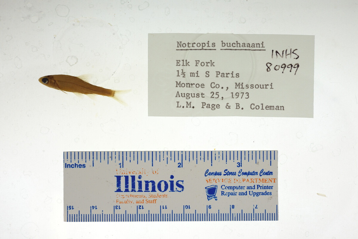 Notropis buchanani image