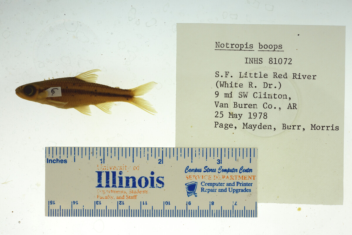 Notropis boops image