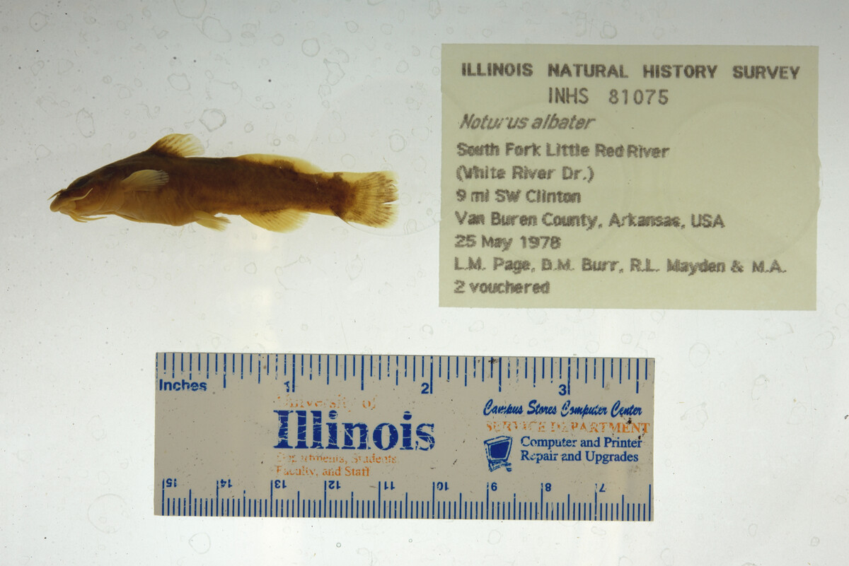 Noturus albater image