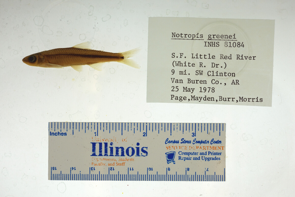 Notropis greenei image