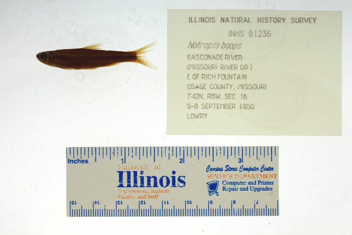 Notropis boops image