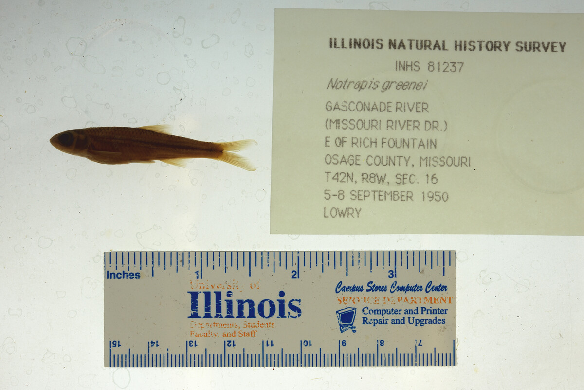 Notropis greenei image