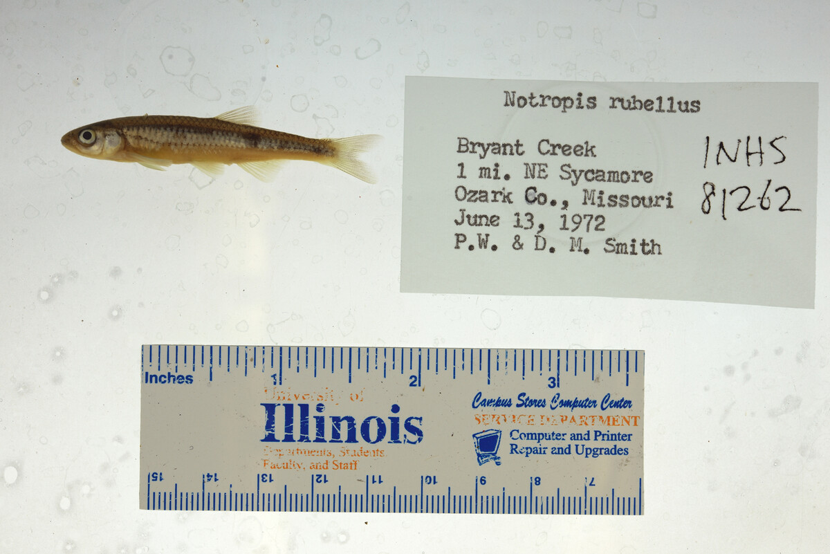 Notropis percobromus image