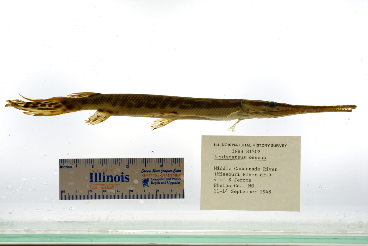 Lepisosteus osseus image