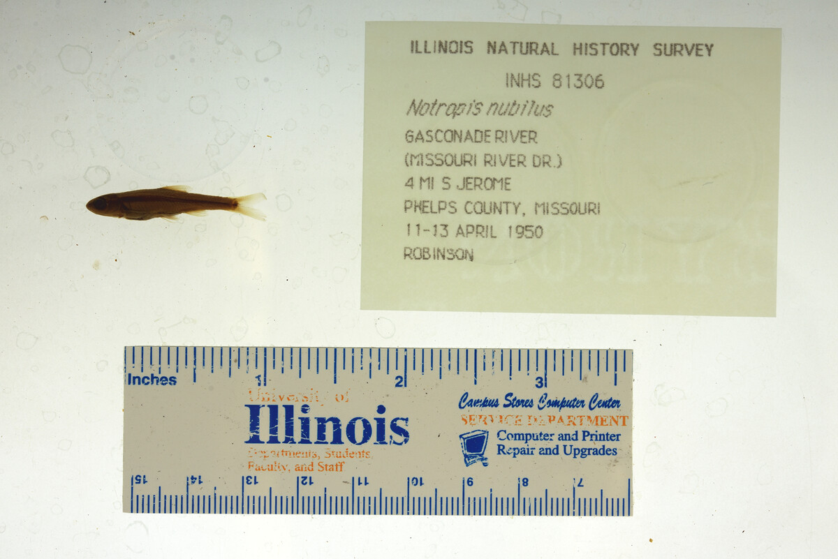 Notropis nubilus image