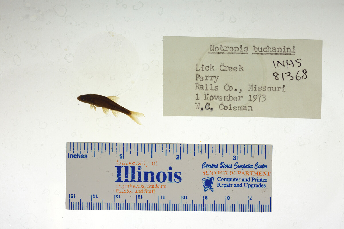 Notropis buchanani image
