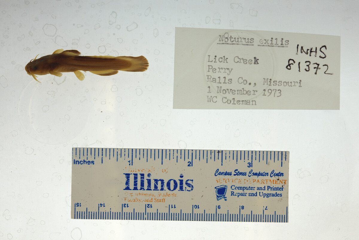 Noturus exilis image