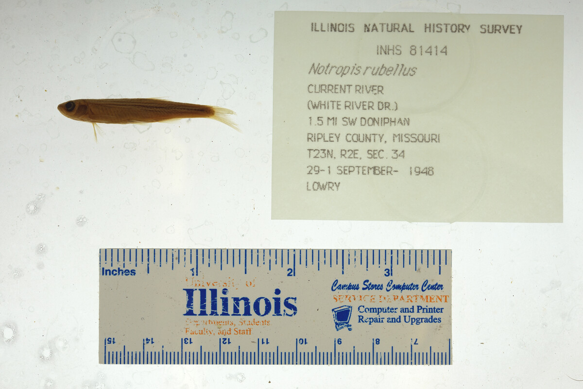 Notropis percobromus image