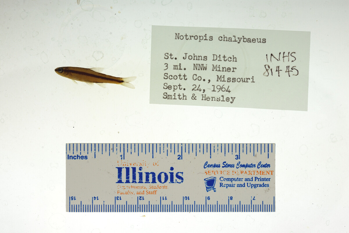 Notropis chalybaeus image