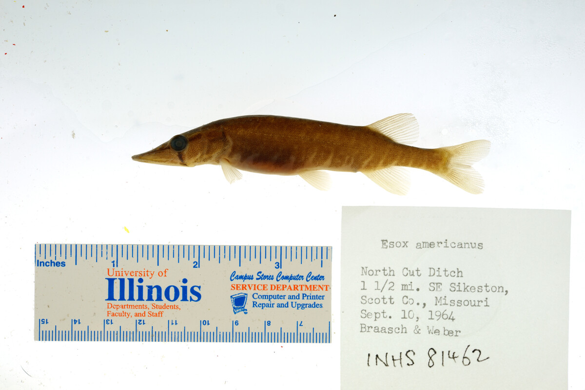 Esox americanus image
