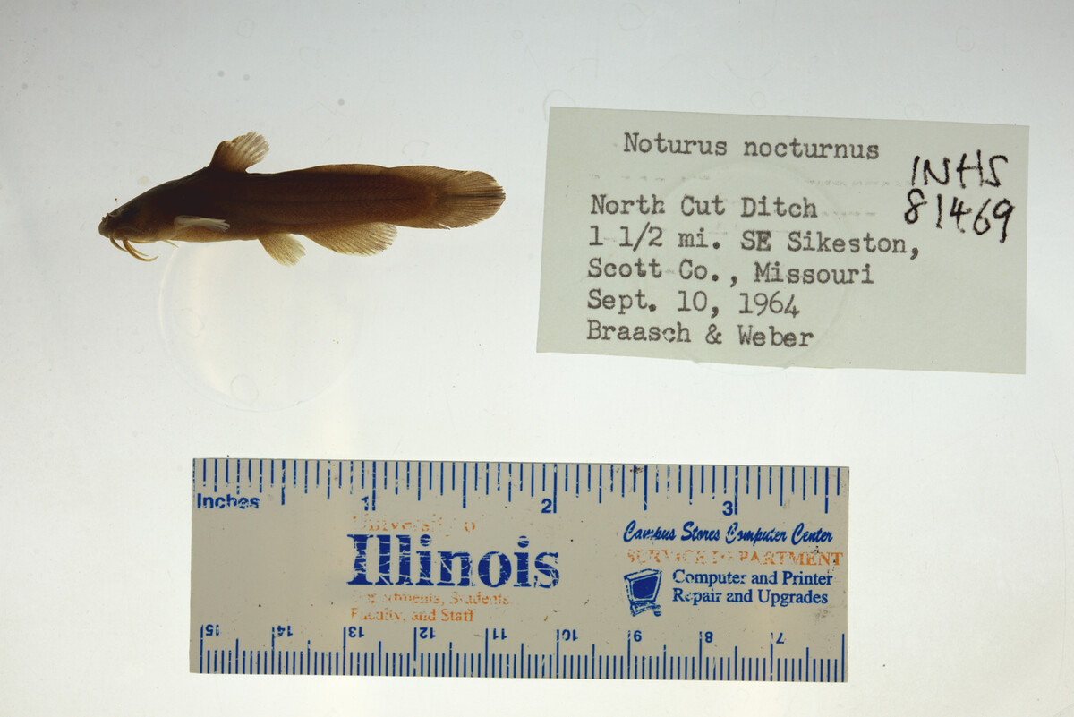 Noturus nocturnus image