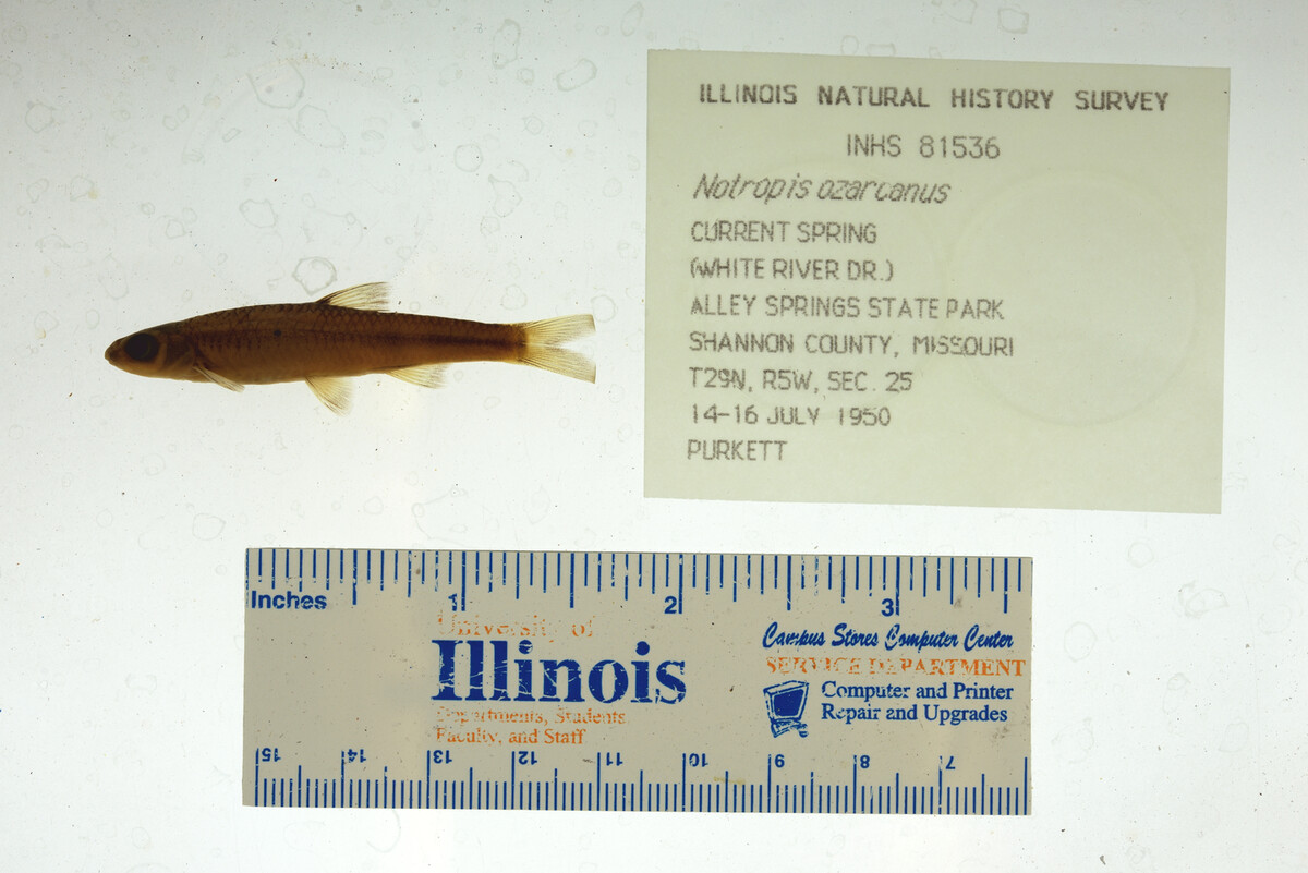 Notropis ozarcanus image