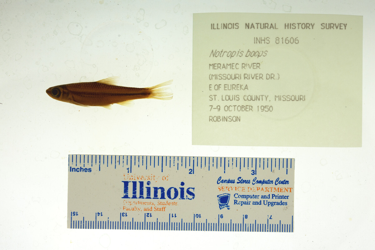 Notropis boops image