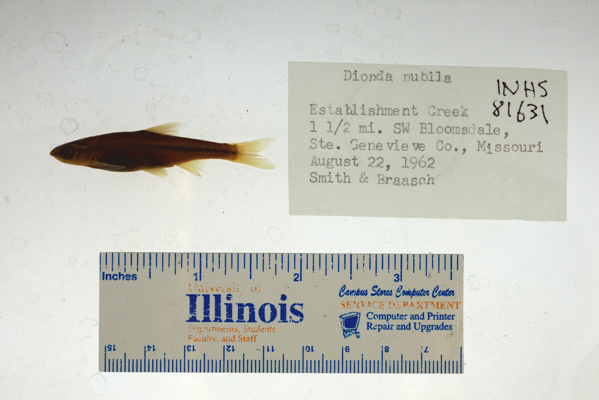 Notropis nubilus image