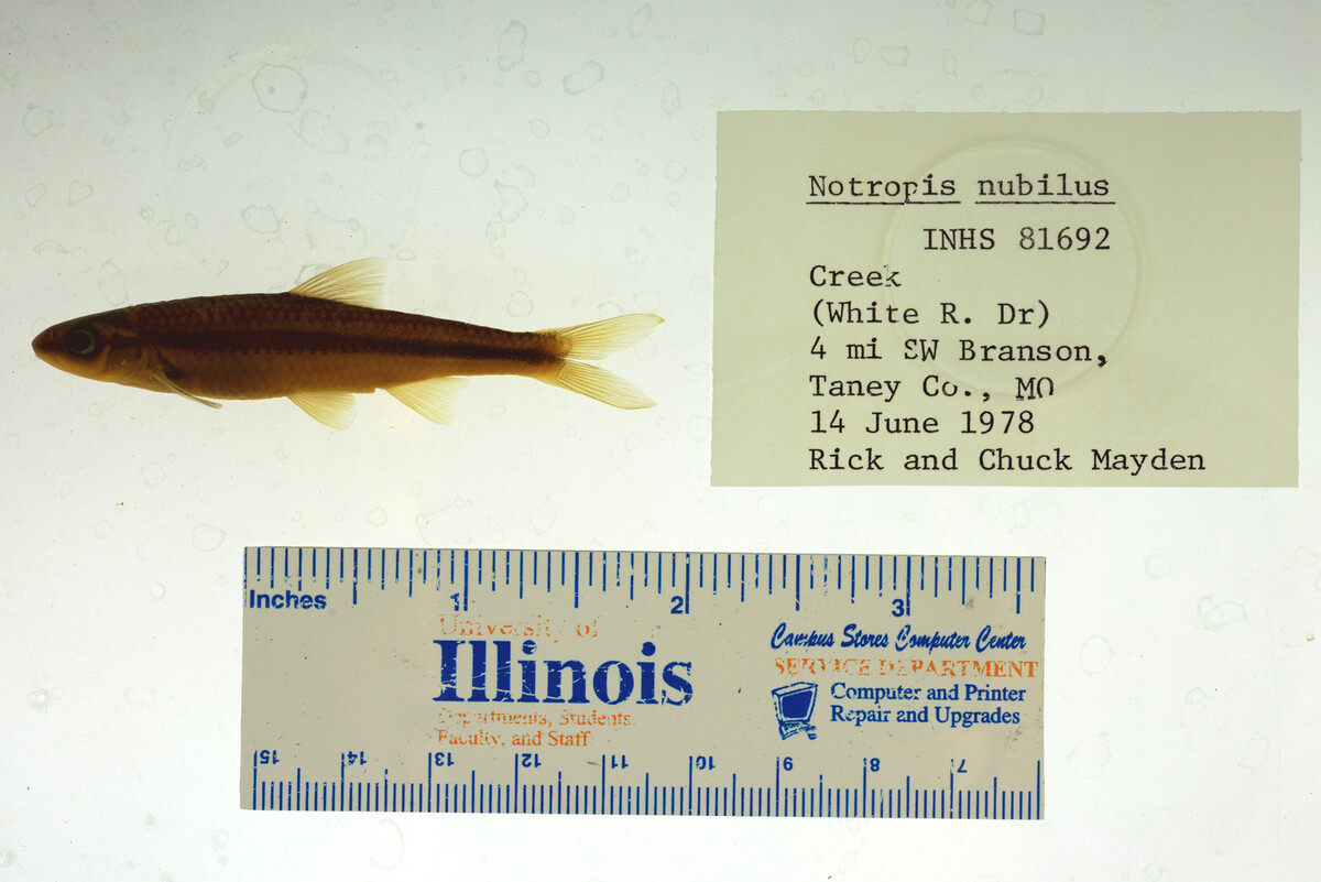 Notropis nubilus image