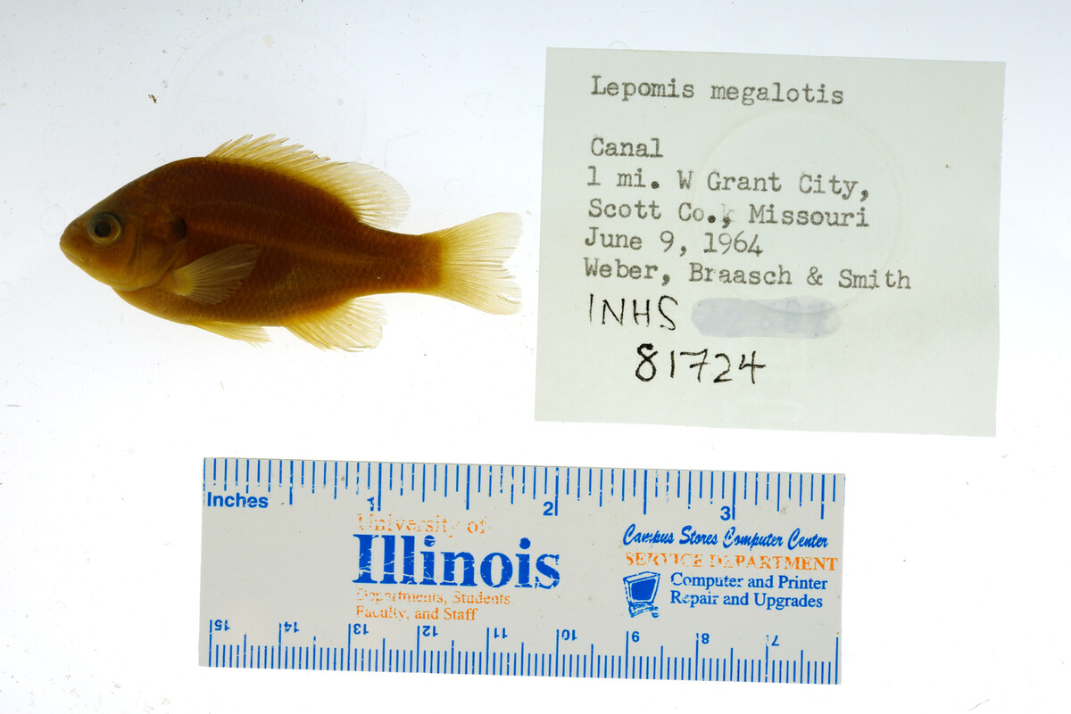 Lepomis megalotis image
