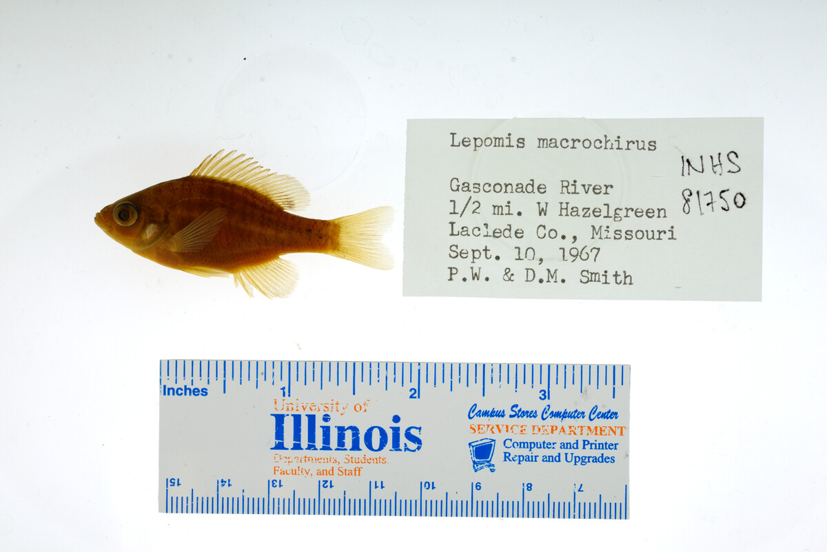 Lepomis macrochirus image