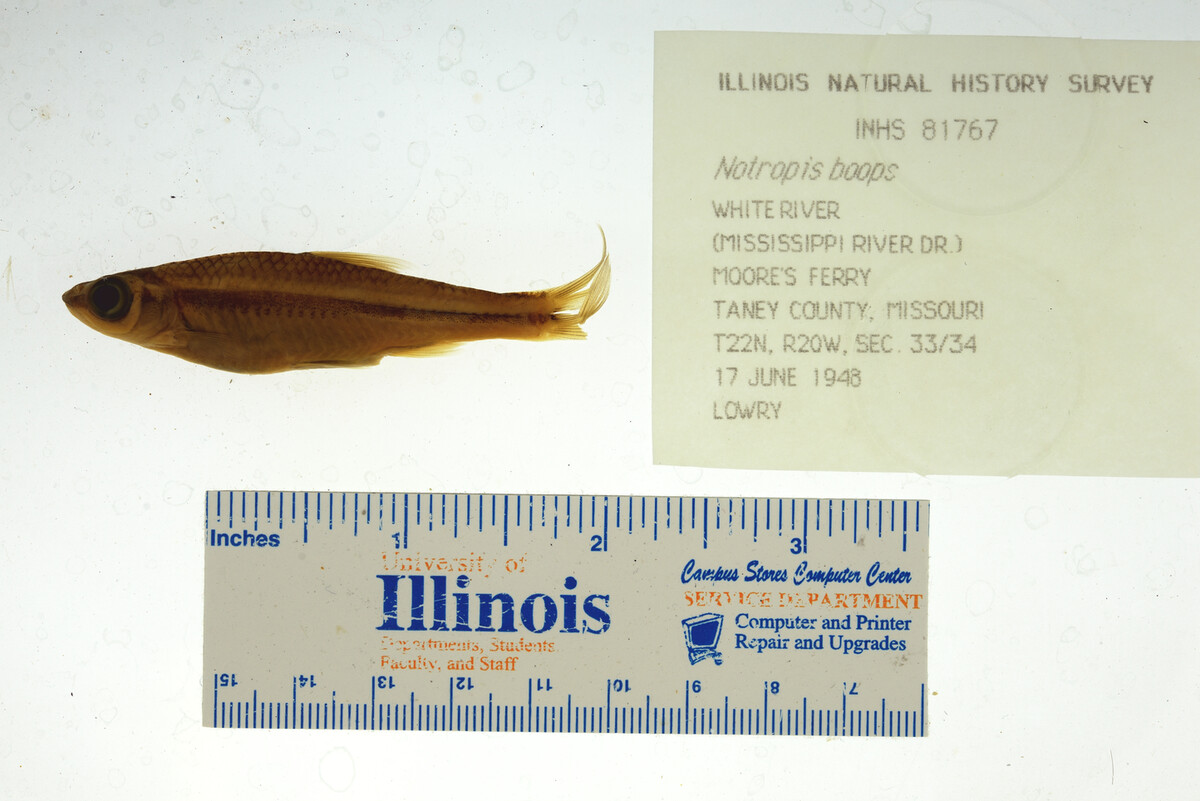 Notropis boops image