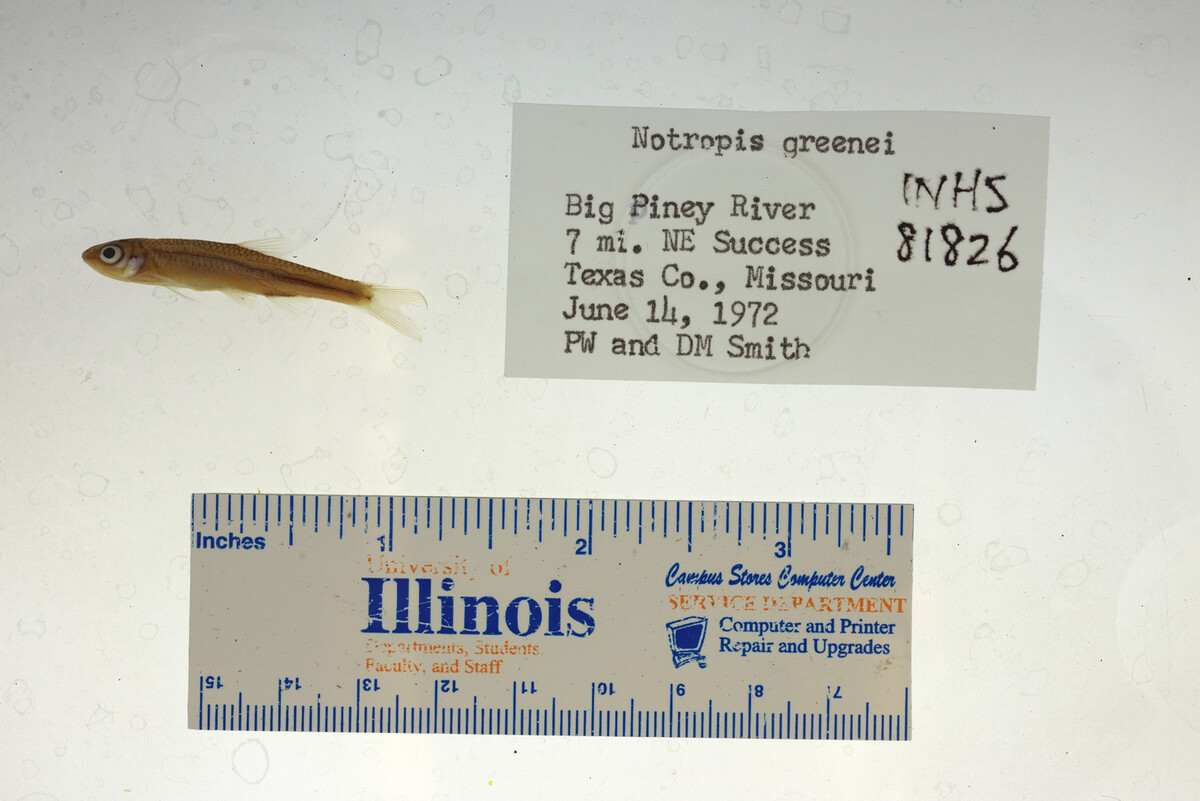 Notropis greenei image