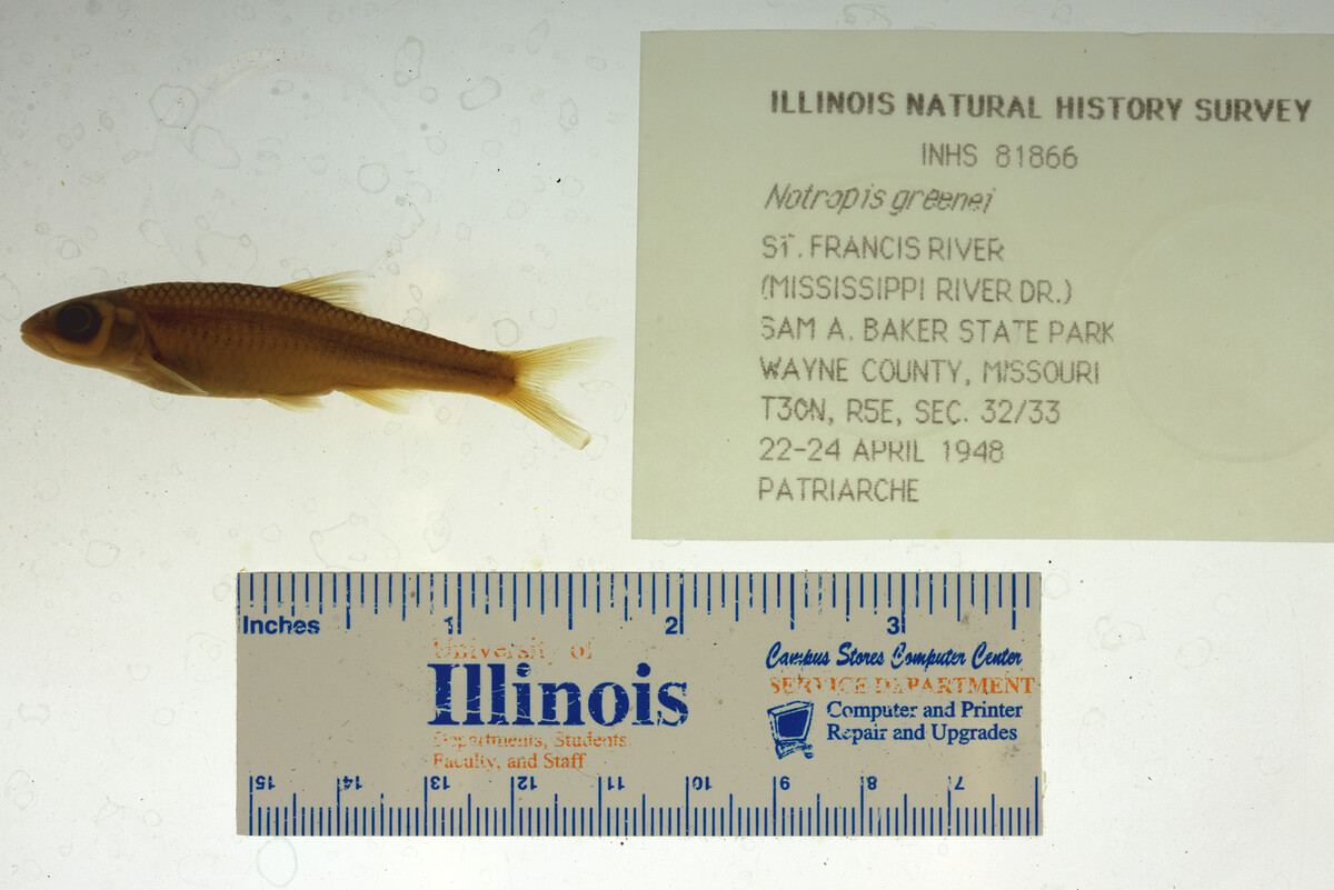 Notropis greenei image