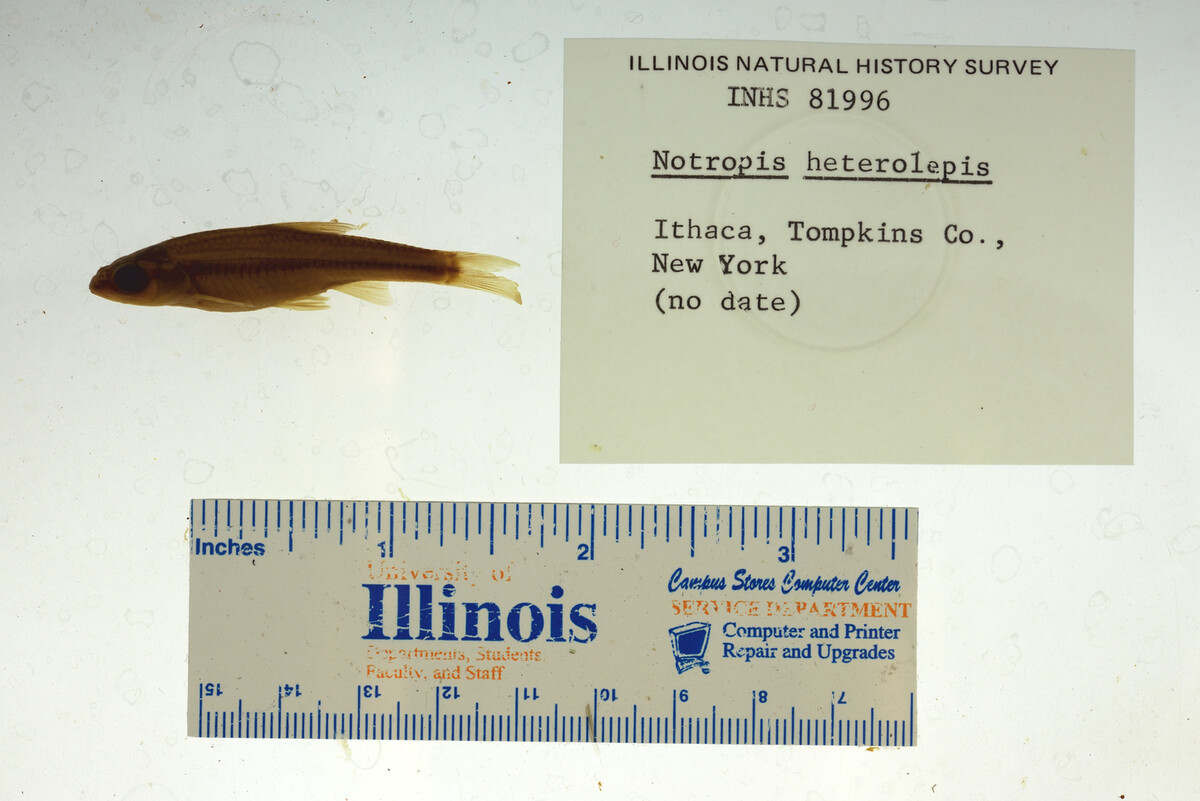 Notropis heterolepis image