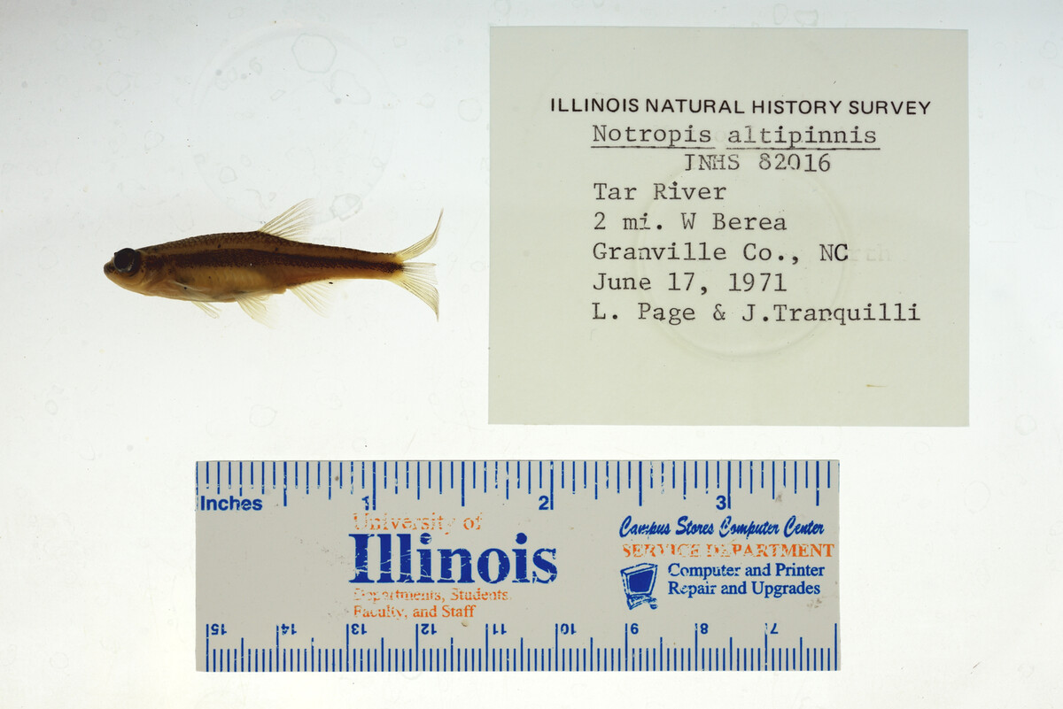 Notropis altipinnis image