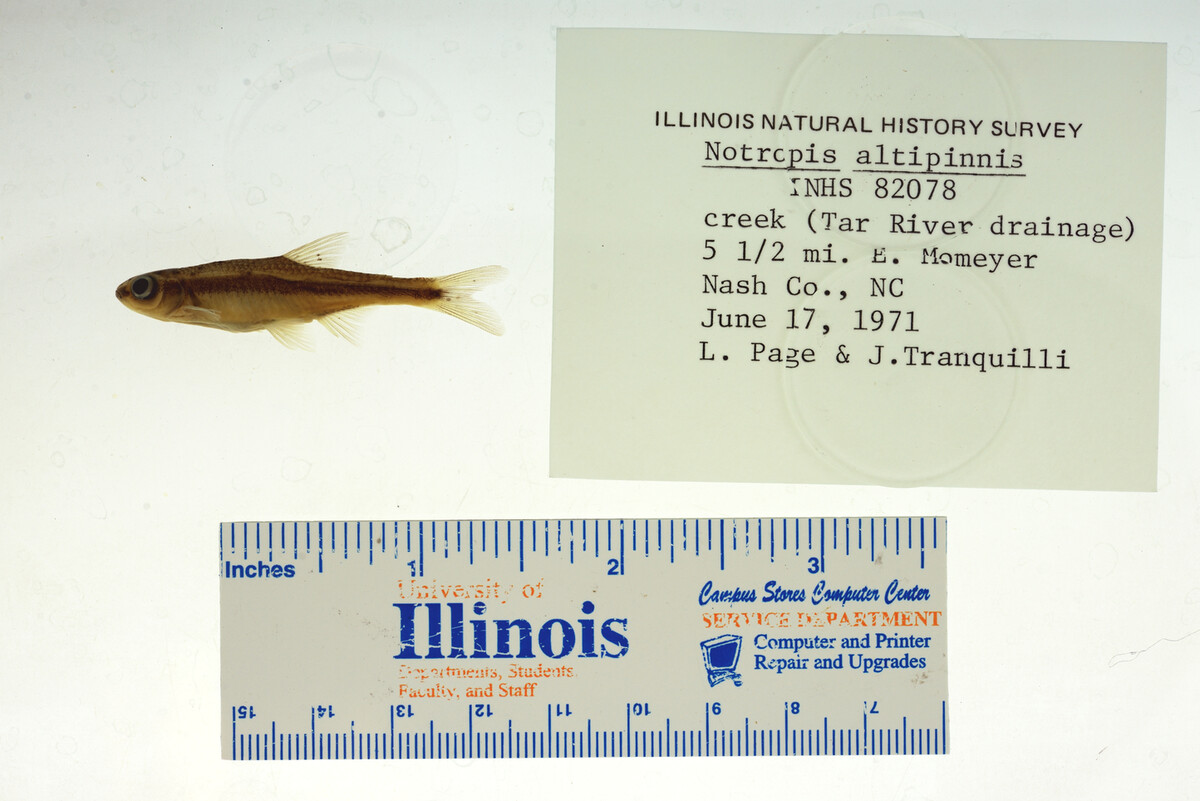Notropis altipinnis image
