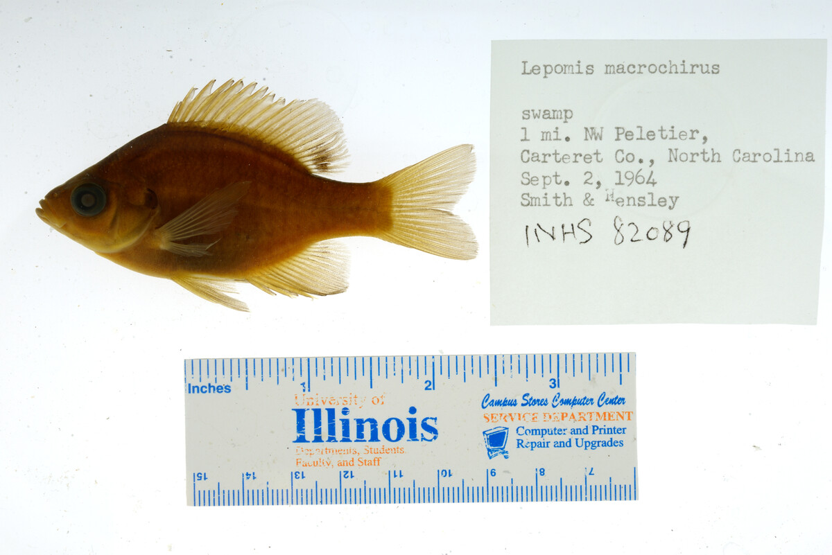 Lepomis macrochirus image