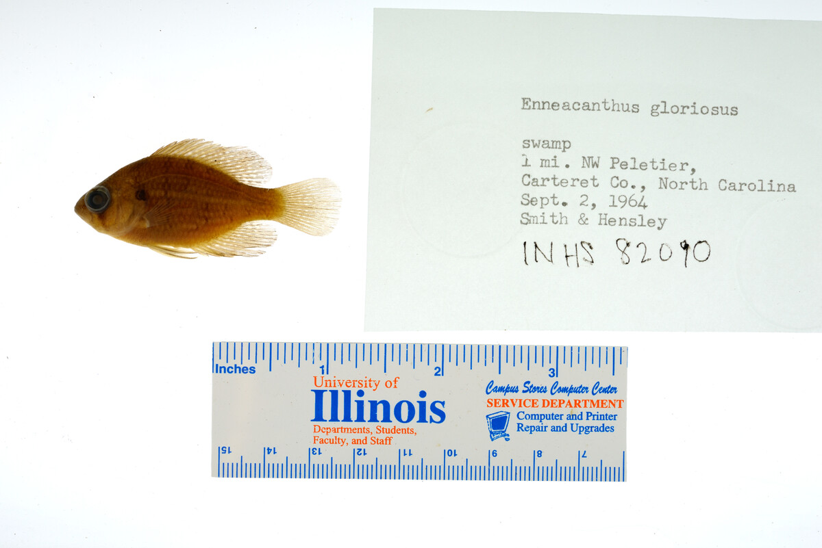 Enneacanthus gloriosus image