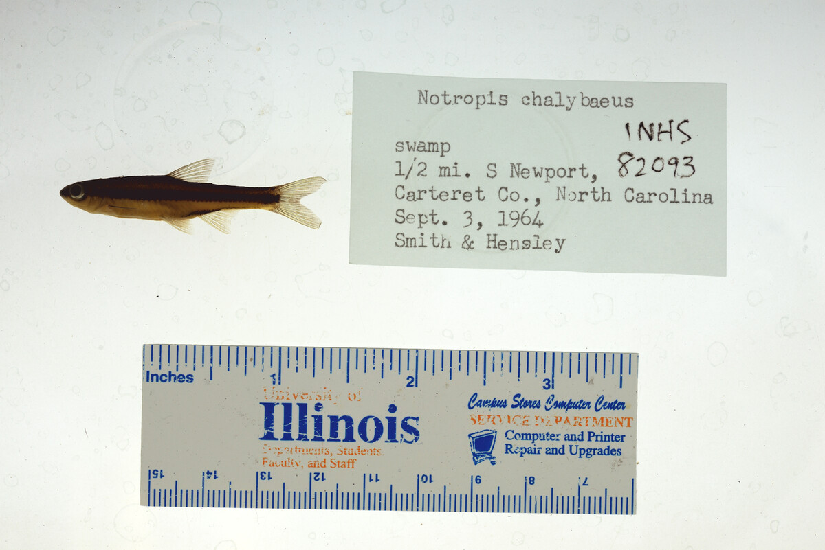 Notropis chalybaeus image