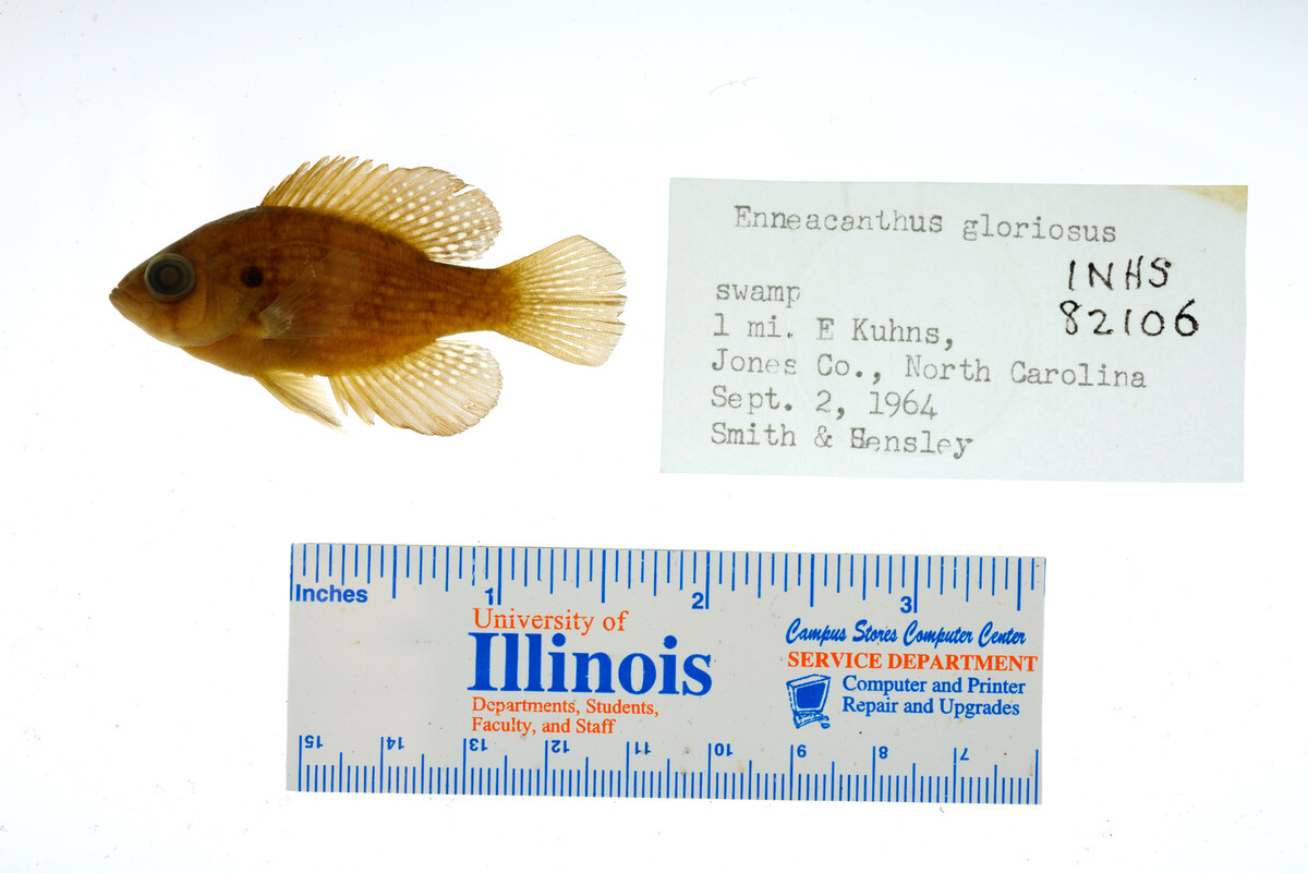 Enneacanthus gloriosus image