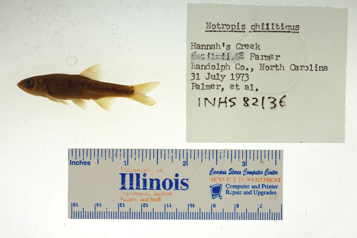 Notropis chiliticus image