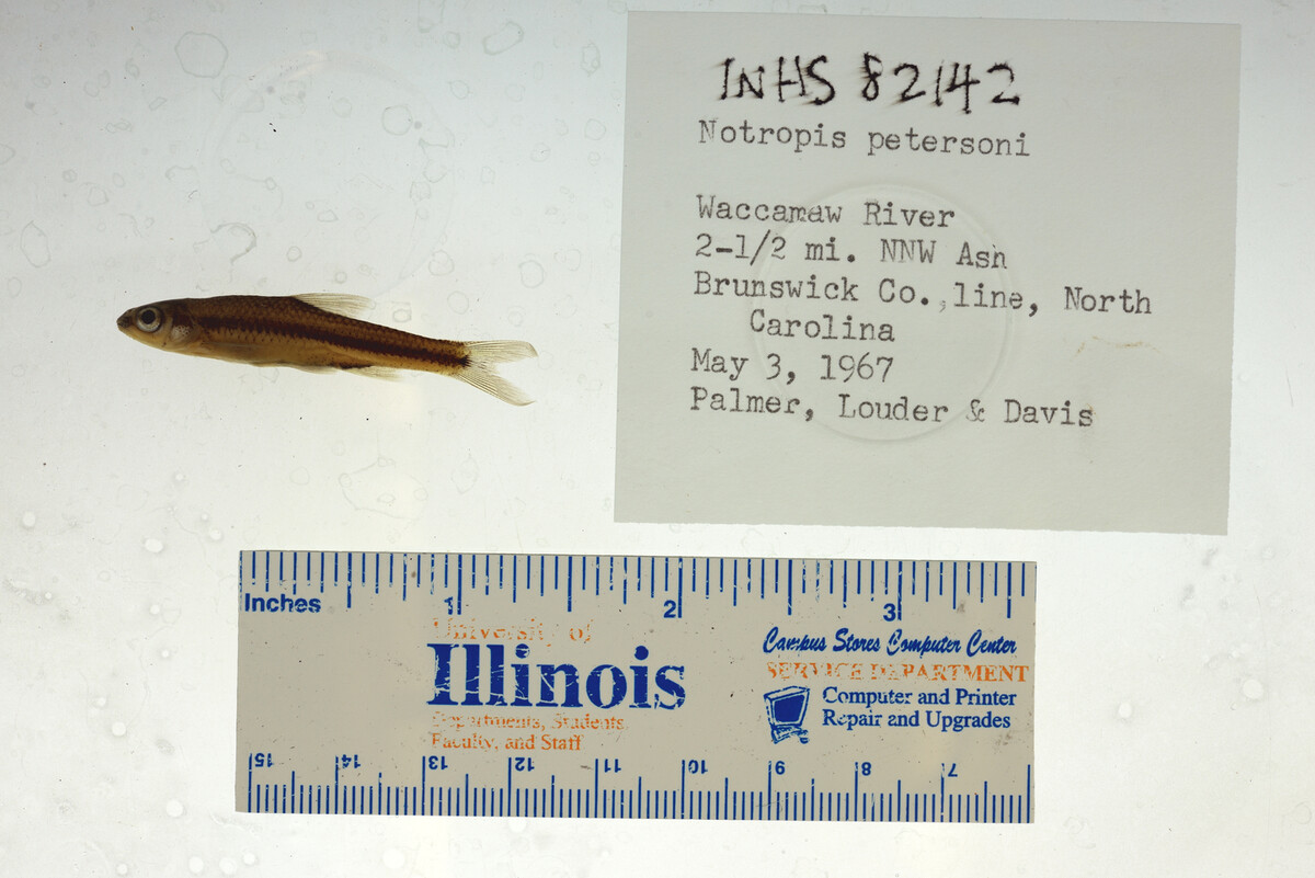 Notropis petersoni image