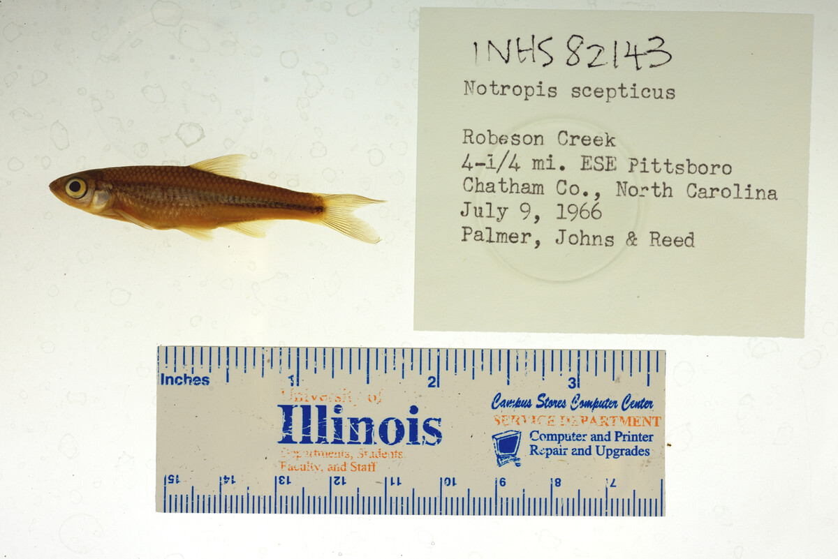 Notropis scepticus image