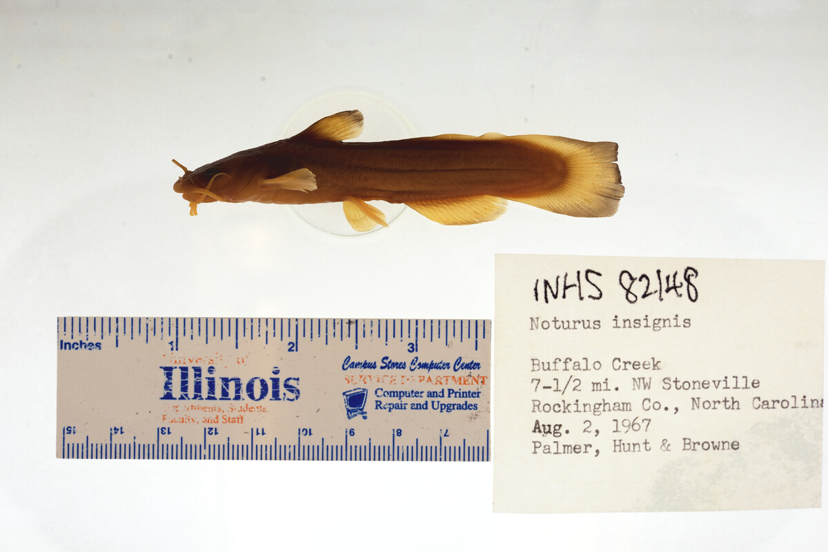 Noturus insignis image