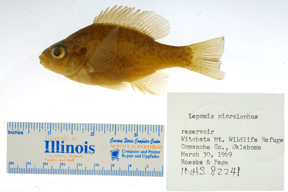 Lepomis microlophus image