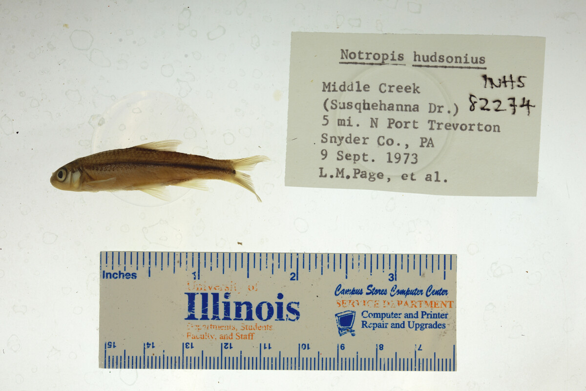 Notropis hudsonius image