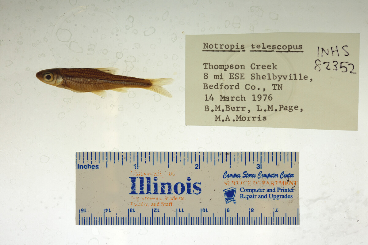 Notropis telescopus image