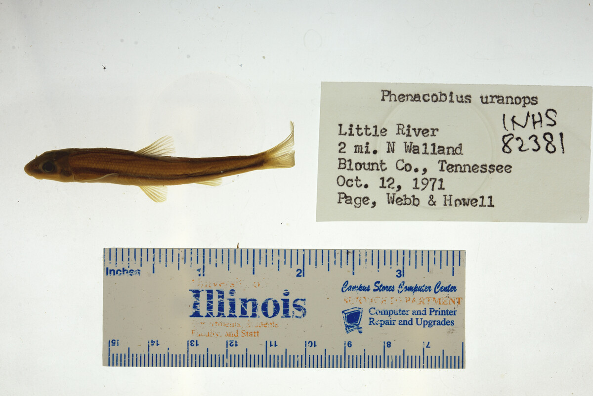 Phenacobius uranops image