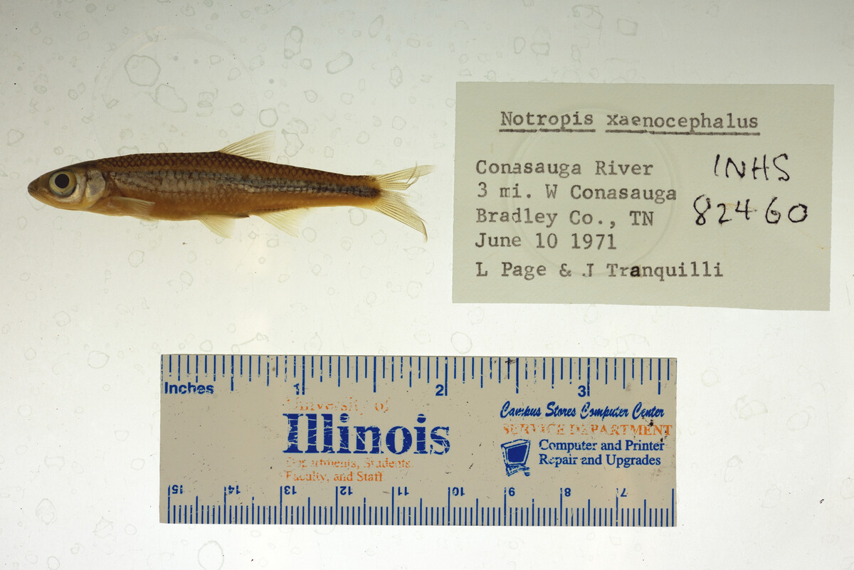 Notropis xaenocephalus image