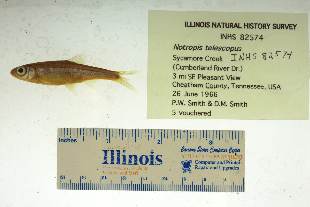 Notropis telescopus image