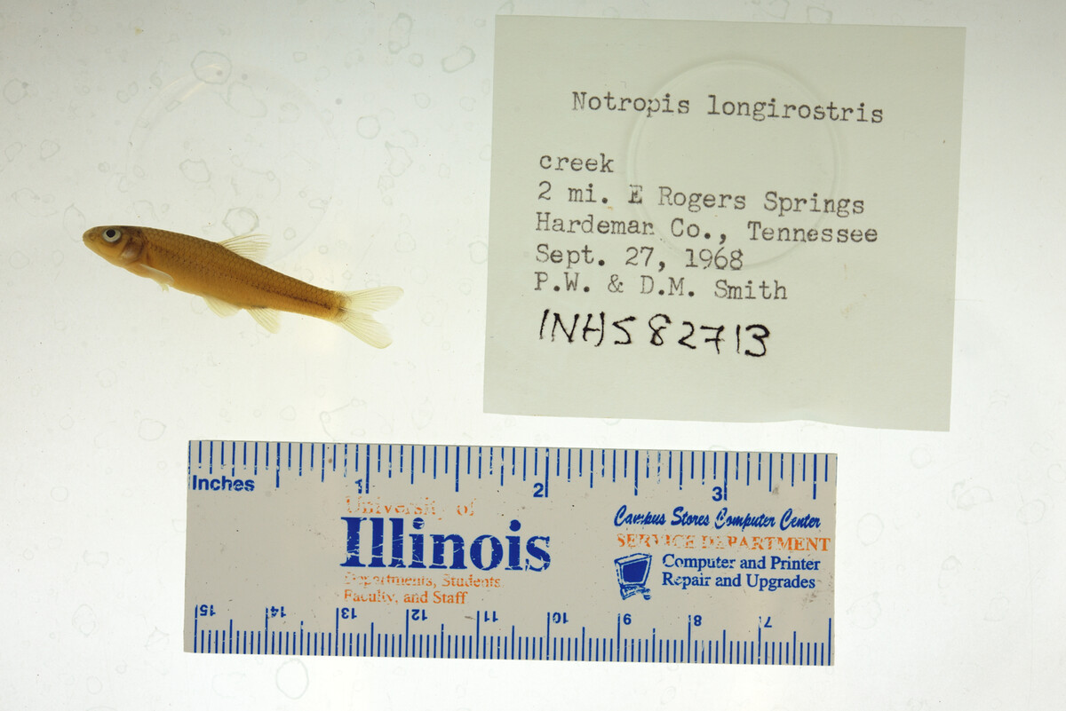 Notropis longirostris image