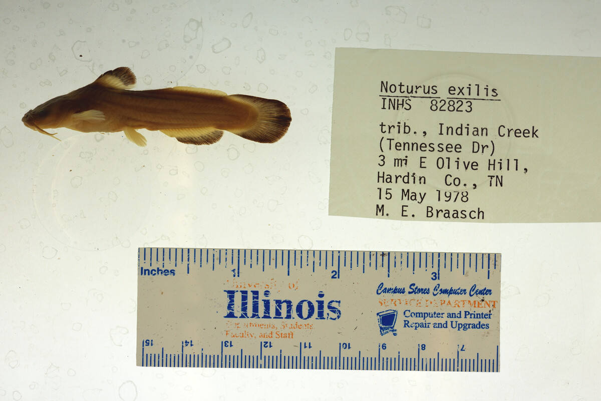 Noturus exilis image