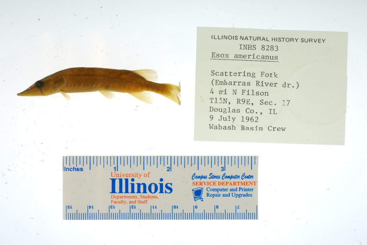 Esox americanus image