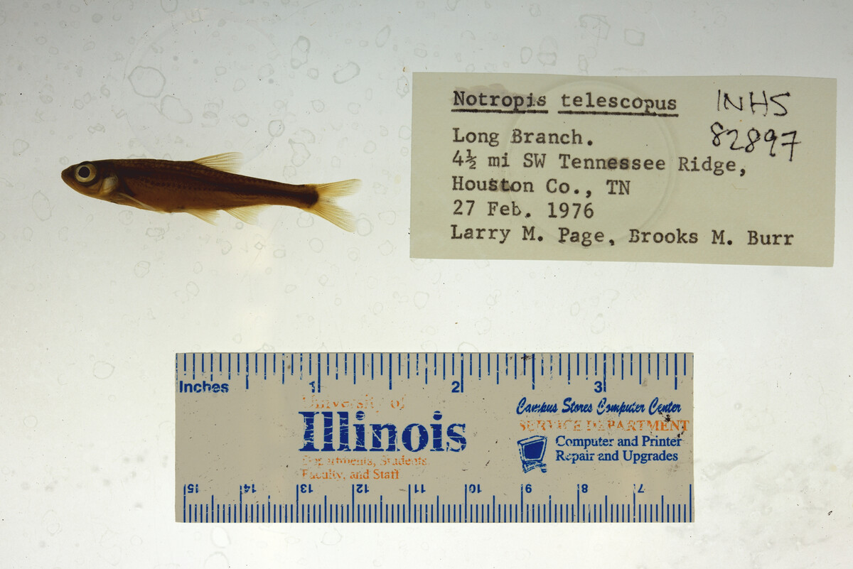 Notropis telescopus image