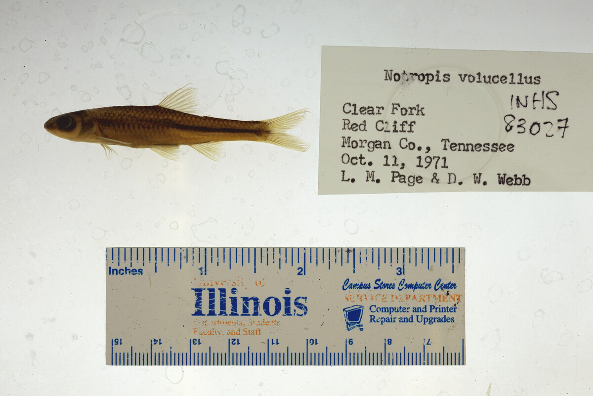 Notropis volucellus image